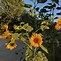 Image result for Sunflower Full Bloom Season