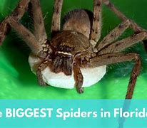 Image result for Largest Spider in Florida