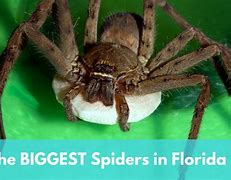 Image result for Biggest Spider Florida