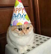 Image result for Cat Birthday Party Meme
