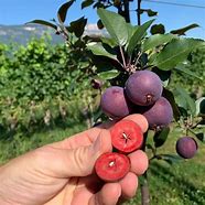 Image result for Red Moon Apple Tree Flowers