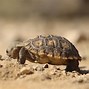 Image result for Desert tortoises euthanized