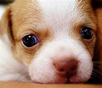 Image result for Perrito Llorando