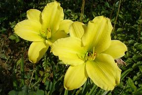 Image result for Hemerocallis Green Flutter 