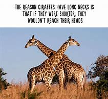 Image result for Animal Facts Meme