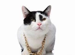Image result for Gold Chins On Cat
