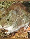 Image result for Skomer Vole