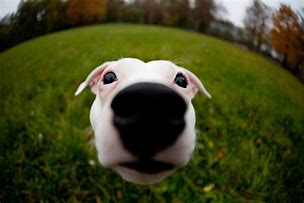 Image result for Animal Fish Eye Lens