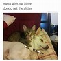 Image result for Cats Rule Meme