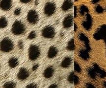 Image result for Leopard and Cheetah Print