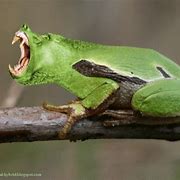 Image result for Frogs Being Funny