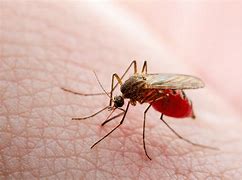 Image result for Dengue Malaria
