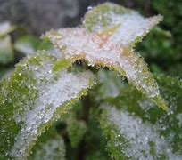 Image result for aguqnieve