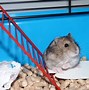 Image result for Hamster Eating Baby