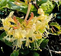 Image result for Lonicera periclymenum