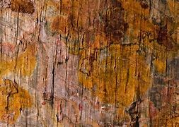Image result for Rust Wood Texture