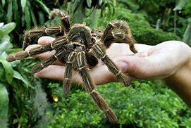 Image result for Australia's Biggest Spider