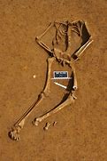 Image result for Civil War Skeleton Found