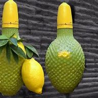 Image result for Lemon Hand Grenade Meme