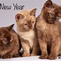 Image result for Cats Wishing Happy New Year