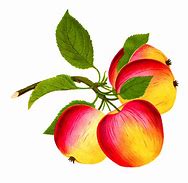 Image result for Apple Fruit Art