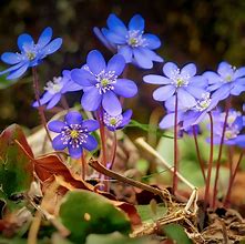 Image result for Blue Spring Flowers iPhone Wallpapers