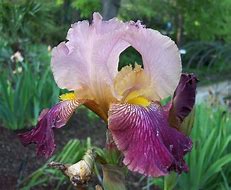 Image result for Iris Brilliant Idea