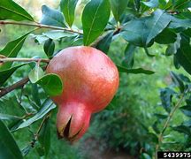 Image result for Punica Granatum Wonderful Pomegranate