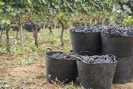 Image result for Grape Harvest Basket