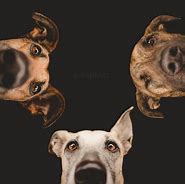 Image result for Elke Vogelsang Dog Portraits