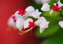 Image result for Real Cute Flowers