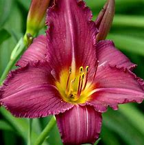 Resultado de imagen de Hemerocallis Summer Wine