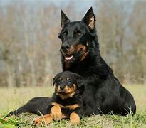 Image result for Loyal Best Guard Dog Breeds