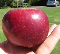 Image result for Hawaii Apple Tree