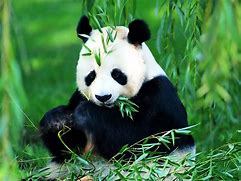 Image result for Giant Panda Background