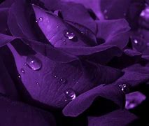 Image result for Purple Flower with Black