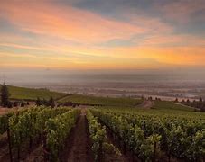 Image result for Cristom Riesling Tunkalilla