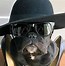 Image result for Funny Dogs Wearing Clothes
