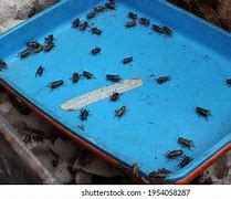 Image result for Eating Cricket Bug