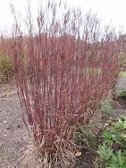 Image result for Andropogon gerardii Darkhawks