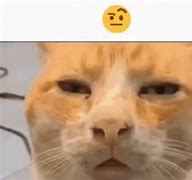 Image result for Huh Fat Cat GIF