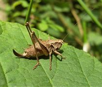 Image result for Bush Cricket Species