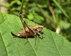 Image result for Local Cricket Insect