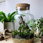 Image result for Peat Moss Terrarium