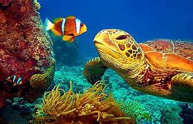 Image result for Water Sea Life
