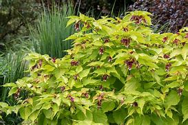 Image result for Leycesteria formosa Golden Lanterns