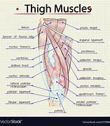 Image result for What Are the Muscles for Your Thigh