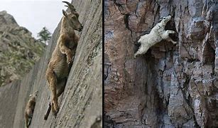 Image result for Rock Climbing Mountain Goats