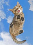 Image result for Cool Funny Cats