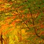 Image result for Autumn Phone Wallpaper